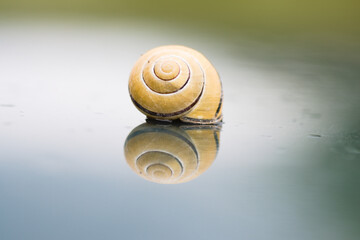 snail on a stone