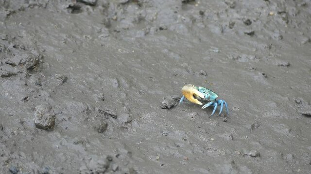 4K, Small blue fiddler crab in mangrove forest in Langkawi Island, Malaysia