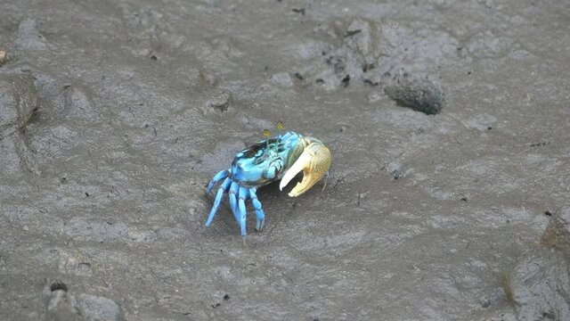 4K, Small blue fiddler crab in mangrove forest in Langkawi Island, Malaysia