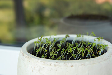 Garden cress also called as pepper grass, garden pepper cress or pepperwort. Healthy food concept,...