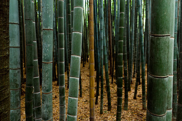 A selective focus shot of the famous bamboo forest of Kyoto in Japan in springtime