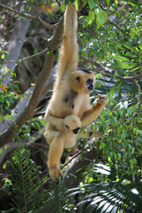 Monkey mother with her young hanging from a branch. They are of the species yellow-cheeked gibbon (Nomascus gabriellae)