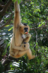 Naklejka premium Monkey mother with her young hanging from a branch. They are of the species yellow-cheeked gibbon (Nomascus gabriellae)