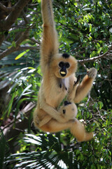 Monkey mother with her young hanging from a branch. They are of the species yellow-cheeked gibbon (Nomascus gabriellae)