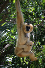 Monkey mother with her young hanging from a branch. They are of the species yellow-cheeked gibbon (Nomascus gabriellae)