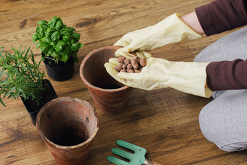 Woman's hands in gloves holding drainage on background of empty pots and fresh green basil and rosemary plants on wooden floor. Repotting and cultivating aromatic herbs at home. Horticulture