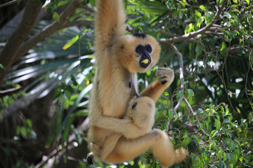 Monkey mother with her baby hanging from a branch. They are of the species yellow-cheeked gibbon (Nomascus gabriellae)