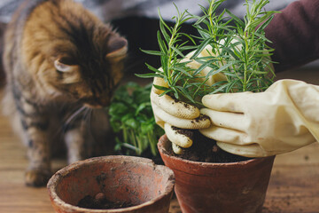 Woman hands in gloves potting rosemary plant in new pot and cute tabby cat helping on background of...
