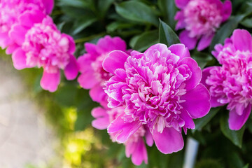 pink peonies blooming