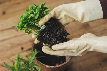 Repotting and cultivating aromatic herbs at home. Hands in gloves holding fresh green basil plant...