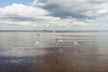 gulls fly over the bay, Petergof, Saint-Petersburg