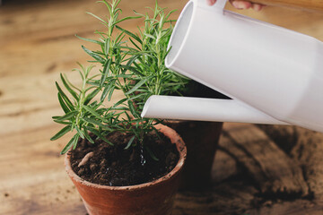 Watering fresh green basil plant and rosemary plant from modern watering can after repotting on...