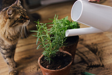 Cute tabby cat looking at watering fresh green basil and rosemary plant from modern watering can on...