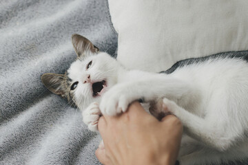 Fototapeta na wymiar Hand playing with adorable kitten on grey blanket on background of pillow in modern minimalist room. Owner petting amazing gray and white kitty with unusual look on stylish bed