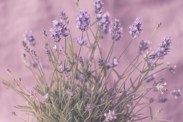 Lavendel Bokeh