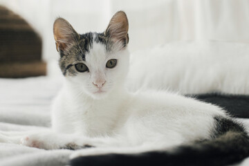 Fototapeta premium Portrait of amazing gray and white kitty with unusual look relaxing on stylish bed. Adorable kitten lying on grey blanket on background of pillow in modern scandinavian minimalist room