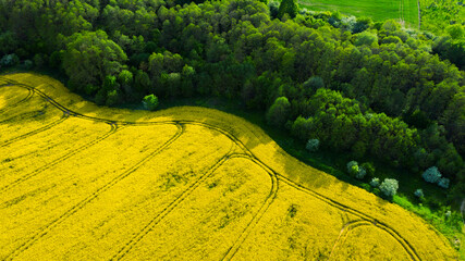 Żółte pola rzepaku przy zielonym lesie
