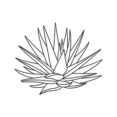 Succulent aloe vera in doodle style. Vector illustration plant hand drawn. Black outline isolated element on white background. Sketch desert flower for print and design. Medicinal leaves and herbs