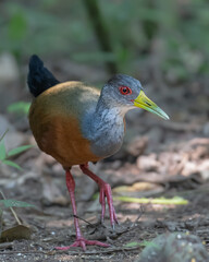 portrait of a gray cowled wood rail