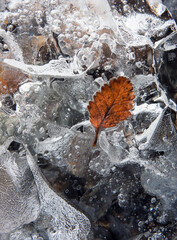 autumn leaves on the ice