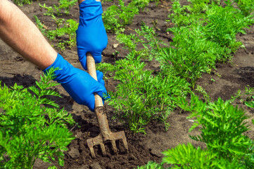 Fototapeta premium Farmer rakes the soil around the young carrot. Close-up of the hands in gloves of an agronomist while tending a vegetable garden