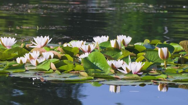 White Water Lily is blooming in the pond on a sunny day. 