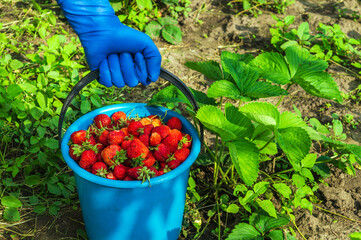 Harvesting strawberries in summer or autumn on the plantation. Full bucket of red strawberry in the farmer hand