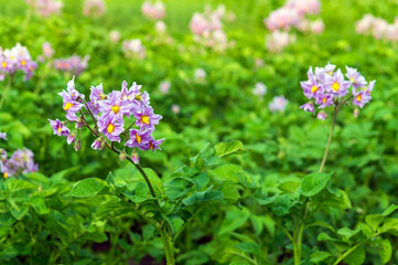 Plantation of young potatoes during flowering or growing season. Summer nature background on a sunny day