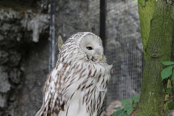snowy owl