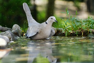 Collared-Dove , Streptopelia decaocto bathes in the water of a bird watering hole. Czechia. Europe.