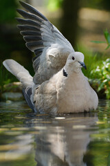 Collared-Dove , Streptopelia decaocto raises its left wing while swimming in the water of the bird's watering hole. Czechia. Europe.