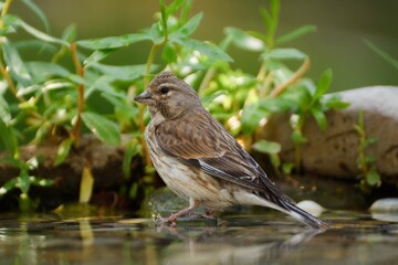 Linnet, Carduelis cannabina, female is bathed in water from a bird watering hole. Czechia. Europe.