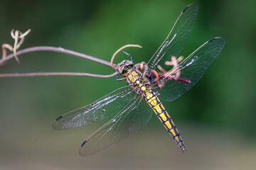 Orthetrum cancellatum 