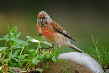 Linnet, Carduelis cannabina, male on a stone by the water of a bird watering hole. Czechia. Europe. 