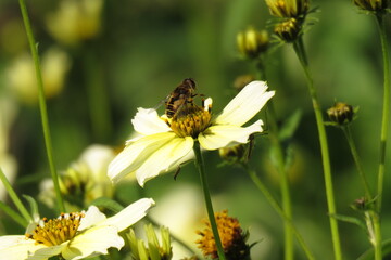 bee on flower