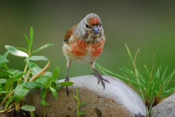 Linnet, Carduelis cannabina, male on a stone by the water of a bird watering hole. Czechia. Europe. 