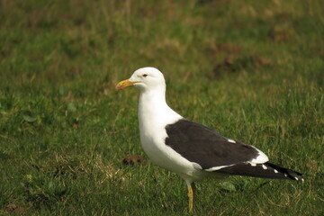 seagull on the grass