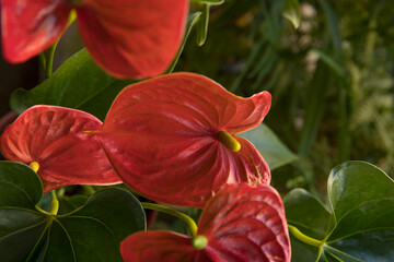 Tropical flora in the urban garden. Closeup view of Anthurium andreanum, also known as Flamingo Flower plant, green leaves and red flowers blooming in the balcony.