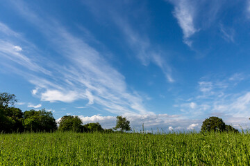 Fototapeta premium A green Sussex landscape on a sunny early summers day