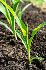 Bauerngarten im Frühling