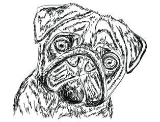vector outline dog graphic illustration, bicolor dog portrait, wallpaper and background