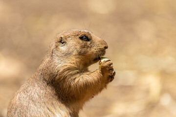 Gray marmot on a spring morning at the Jerusalem zoo. Israel.