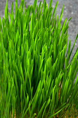 Fototapeta na wymiar Wheat grass. Sprouted wheat grains in a plastic container. Wheatgrass for human consumption. Diet concept, vegetarianism and veganism banner. Healthy lifestyle