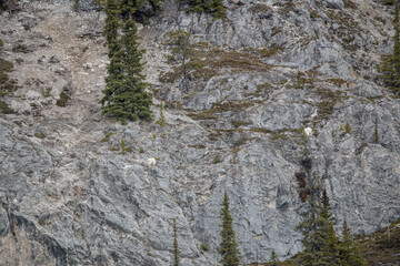 Wilderness rock face, cliff on the side of a mountain in Yukon Territory, Canada. Wild goats are seen in distance with white, arctic coat.