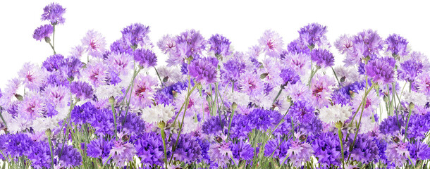 lush lilac cornflowers long stripe on white - obrazy, fototapety, plakaty