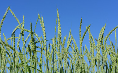 Close up of green, unripe grain, with small flowers, on the grain field, against a blue sky
