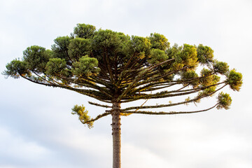 Araucaria angustifolia, isolated Paraná pine. Giant prehistoric tree typical of southern Brazil and cold regions. Pine nuts. Isolated with leaves (clamp) in fine detail in selective focus