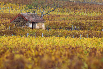 Vignoble de la Côte chalonnaise. Près de Buxy en Bourgogne, des vignes en automne donnant du vin...