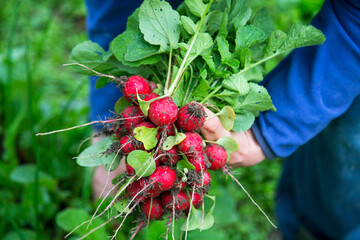 Organic radish vegetable. Farmer's hands with freshly harvested radishes