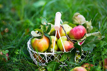 Fresh organic apples basket outdoor in the orchard